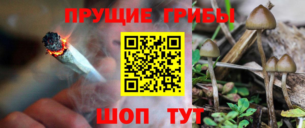 Сокол  Псилоцибиновые грибы GOLDEN TEACHER  хочу   Псилоцибиновые грибы прущие грибы  Вход с VPN 
